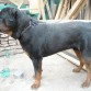 mi campeon.